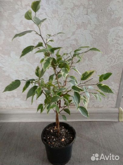 Домашние растения