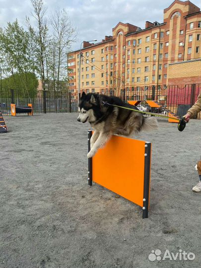Сибирский хаски