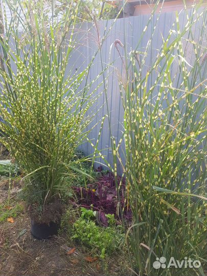 Мискантус зебрина