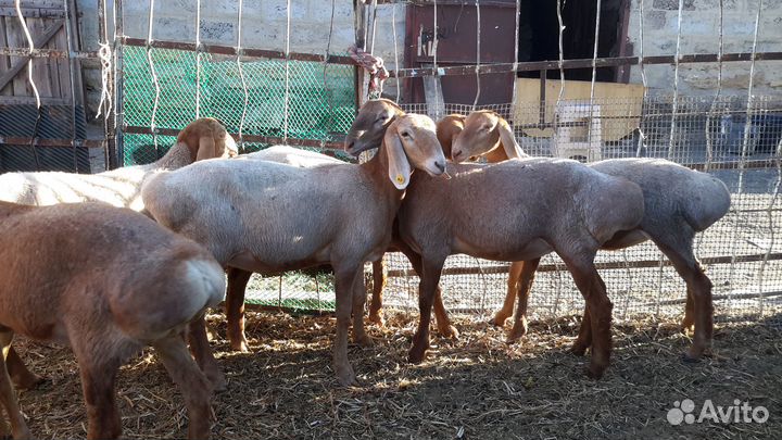 Овцы гиссарские