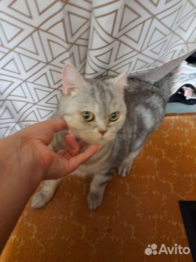 Отдам в добрые и надёжные руки кошечку Люсю