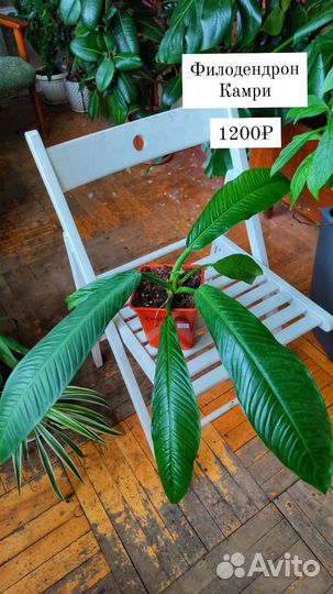 Филодендроны разные