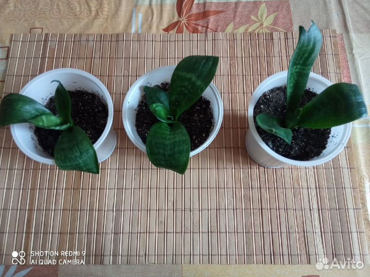 Сансевьера/ Сансевиерия Ханни (яйцелистная) - моло