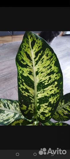 Диффенбахии Удом Саб, Сублим