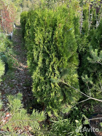 Туя смарагд западная 120см