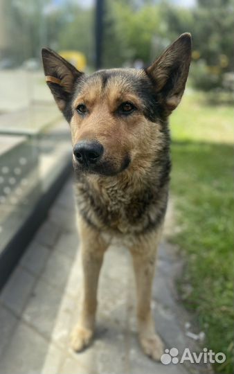 Овчарка метис