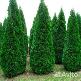 Туя в ассортименте