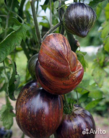 Рассада томатов. Коллекционные сорта