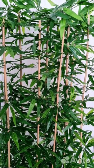 Изгородь бамбук, перегородка, стена из зелени