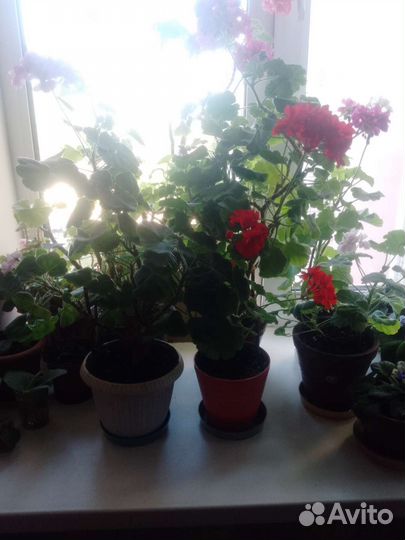 Комнатные цветы