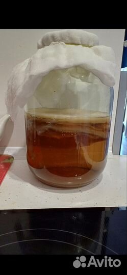 Чайный гриб