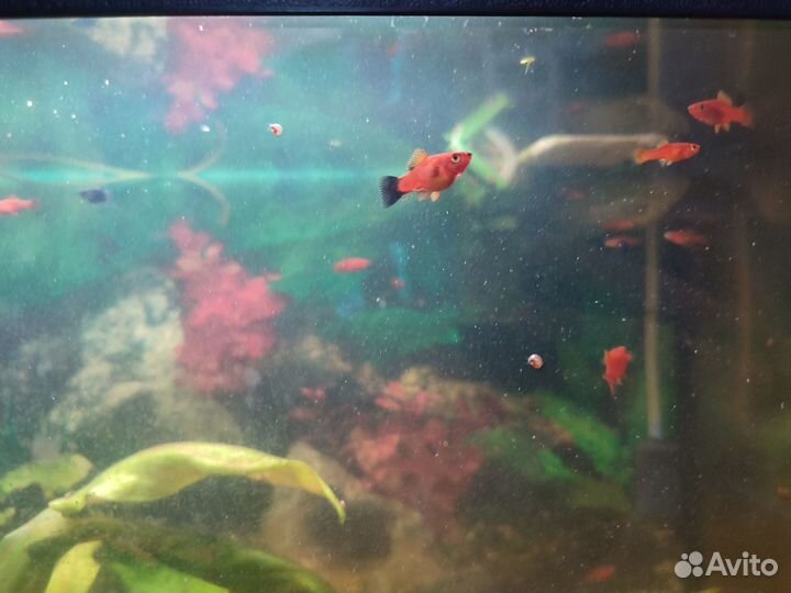 Обмен мальков меченосцев