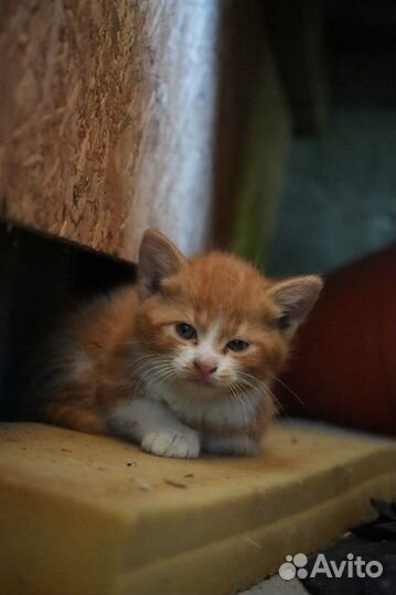 Котик в добрые руки