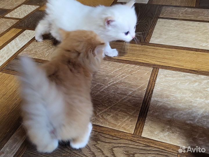 Котята в добрые руки бесплатно