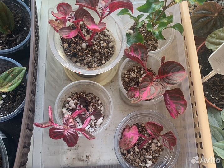 Иризини сердечко