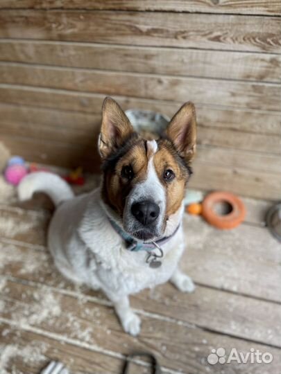 Шикарная собака пропадает в приюте