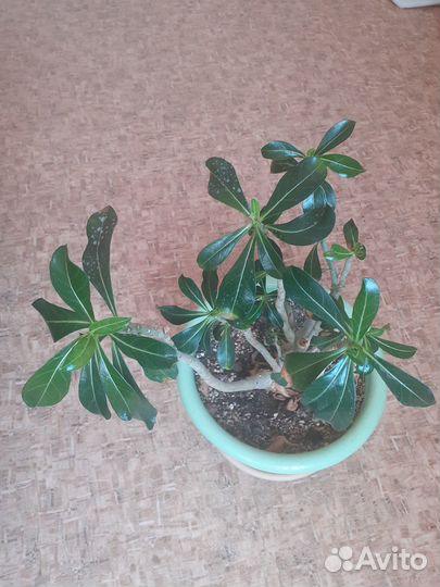 Комнатные растения