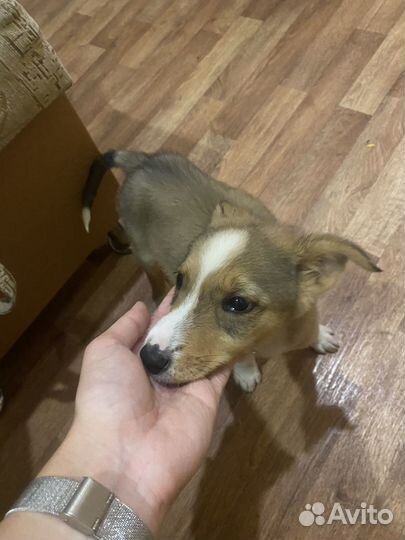 Собака в добрые руки щенок