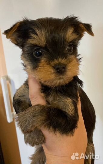 Йоркширский терьер