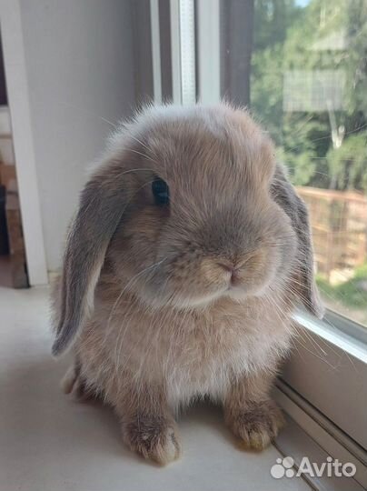 Декоративный карликовый вислоухий кролик