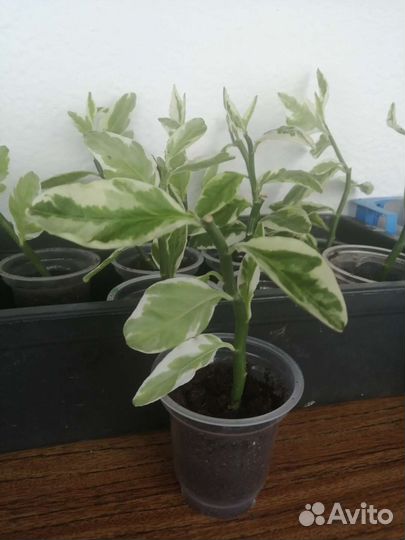 Продам цветы комнатные