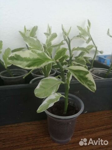 Продам цветы комнатные