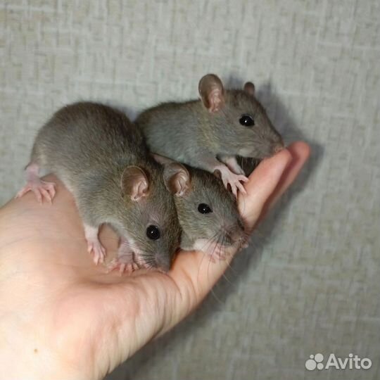 Крысы дамбо