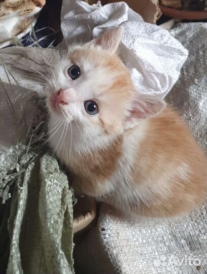 Рыжий с белым котенок ищет дом