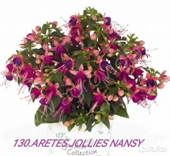 Фуксия мелкашка