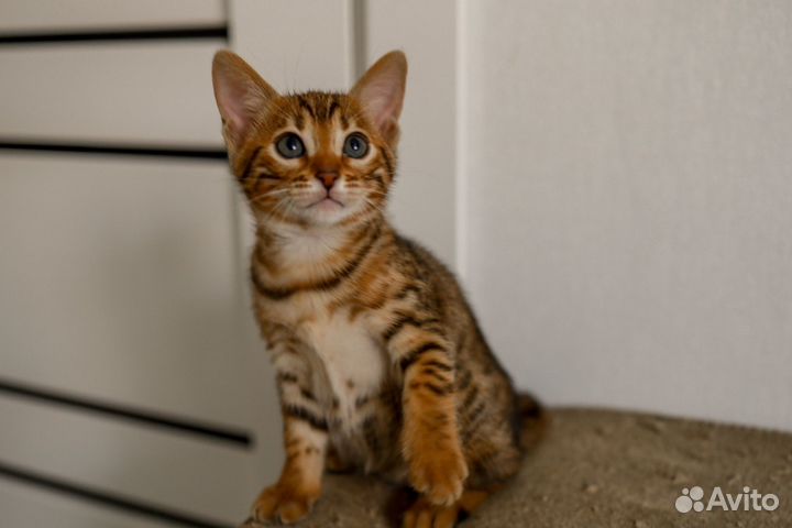 Бенгальские котята