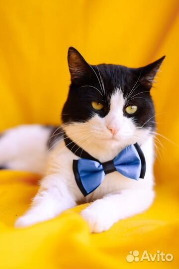 Кот Барон ищет Дом