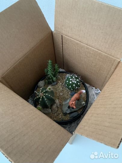 Кактусы и суккуленты. Композиция