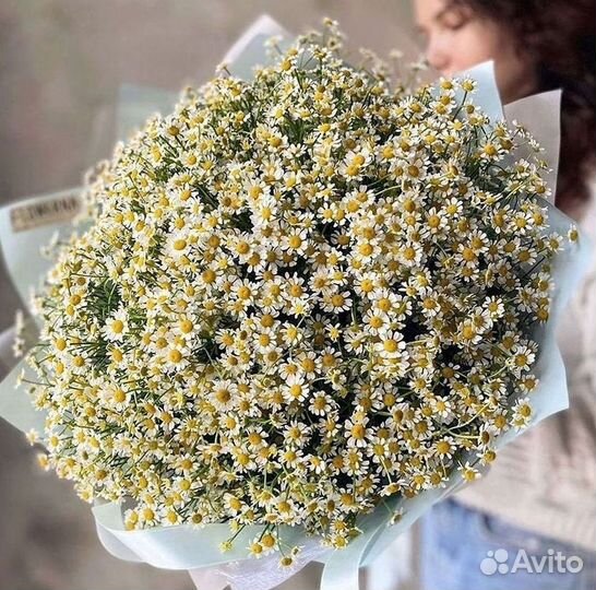 Цветы ромашки