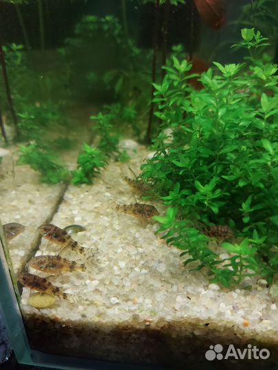 Коридорас крапчатый