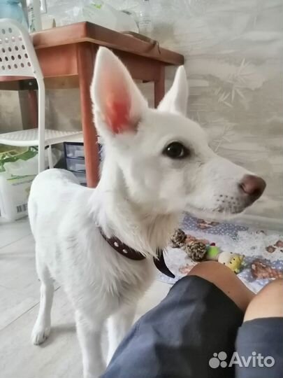 Щенок в добрые руки бесплатно