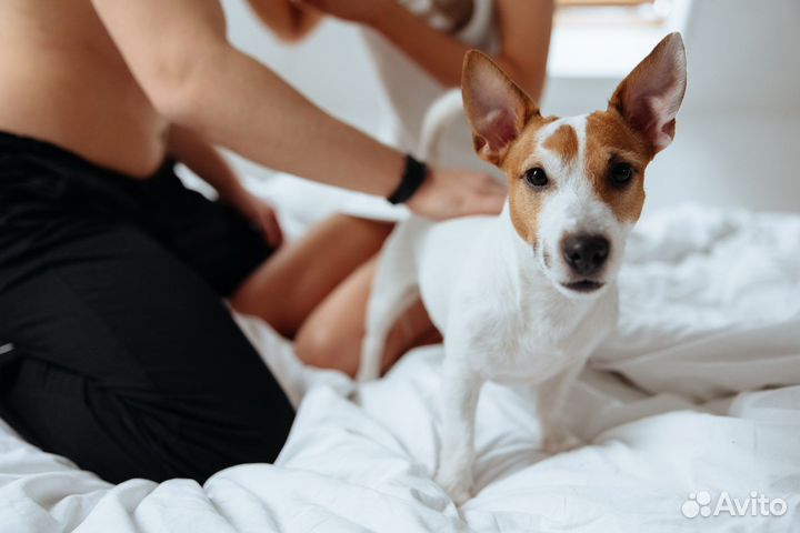 Вязка кобель джек рассел терьер