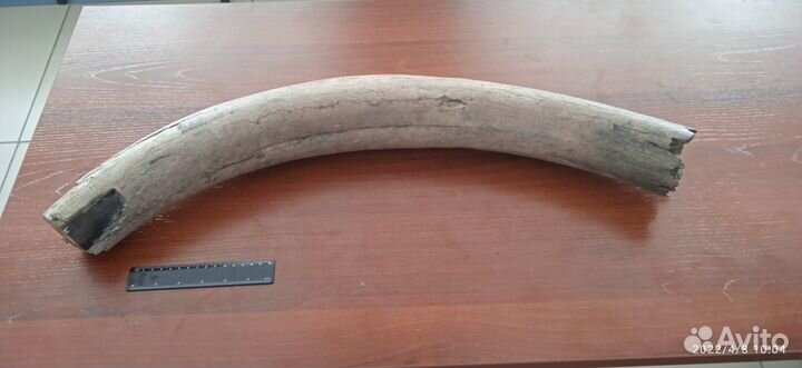 Бивень мамонта