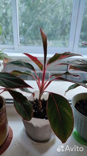 Аглаонема Сиам Аврора