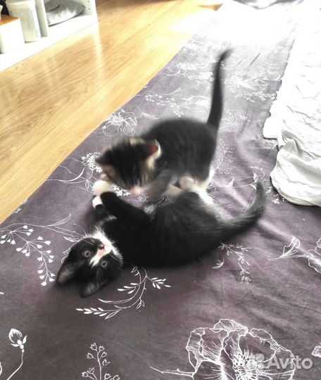 Котик и кошечка