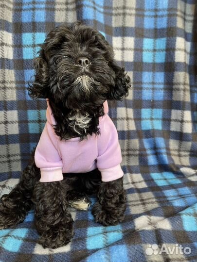 Кавапу бейби фэйс