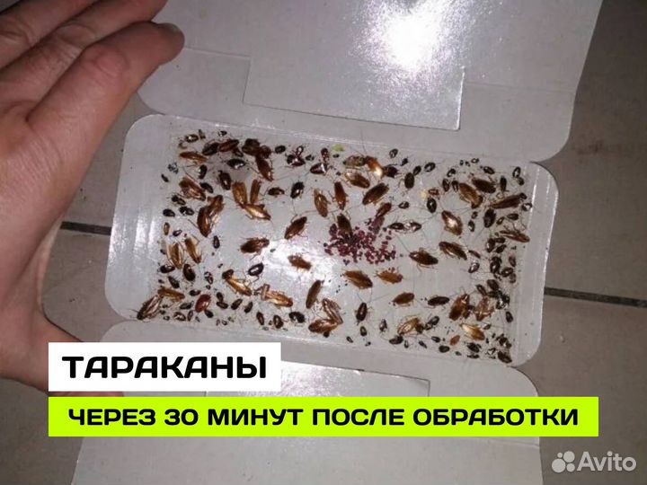 Уничтожение тараканов дезинфекция