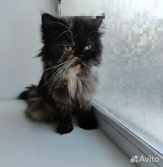 Кошка перс