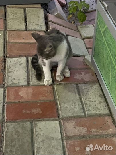 Котик бесплатно в добрые руки