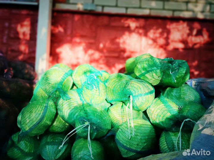 Капуста белокочанная 