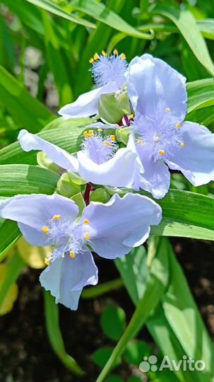 Традесканция садовая, нарцисс махровый,примула, др