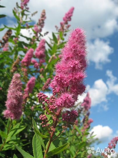 Саженцы спиреи сорт Билларда