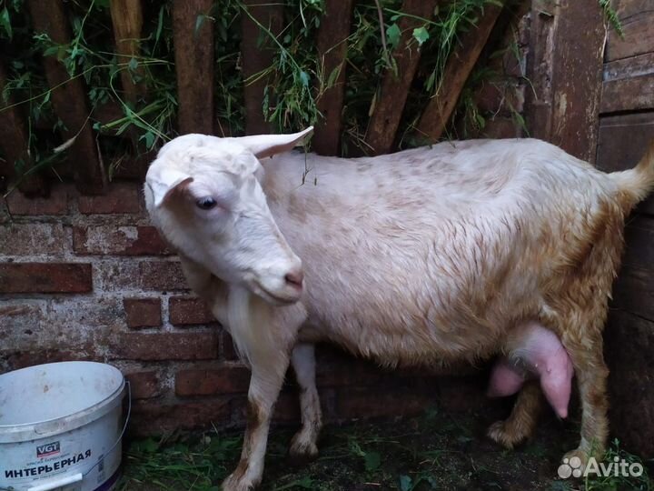 Зааненская дойная коза