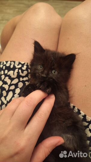 Домашние животные котята в Москве