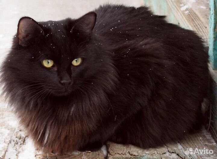 Кот в добрые ручки