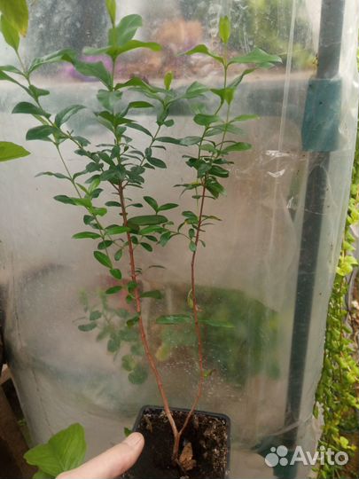 Муррайя, Мирт, Калистемон, Цикломен